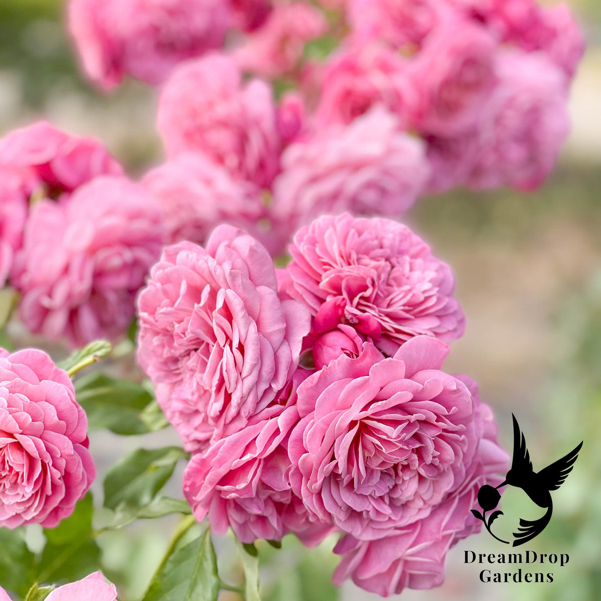 Rose - Moonlight in Paris — DreamDrop Gardens photo 4