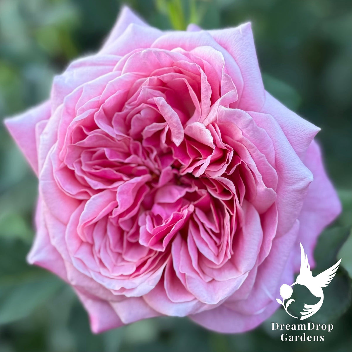 Rose - Moonlight in Paris — DreamDrop Gardens photo 5