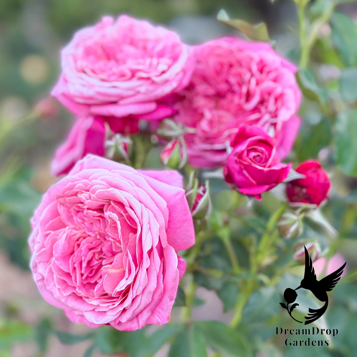 Rose - Moonlight in Paris — DreamDrop Gardens photo 7
