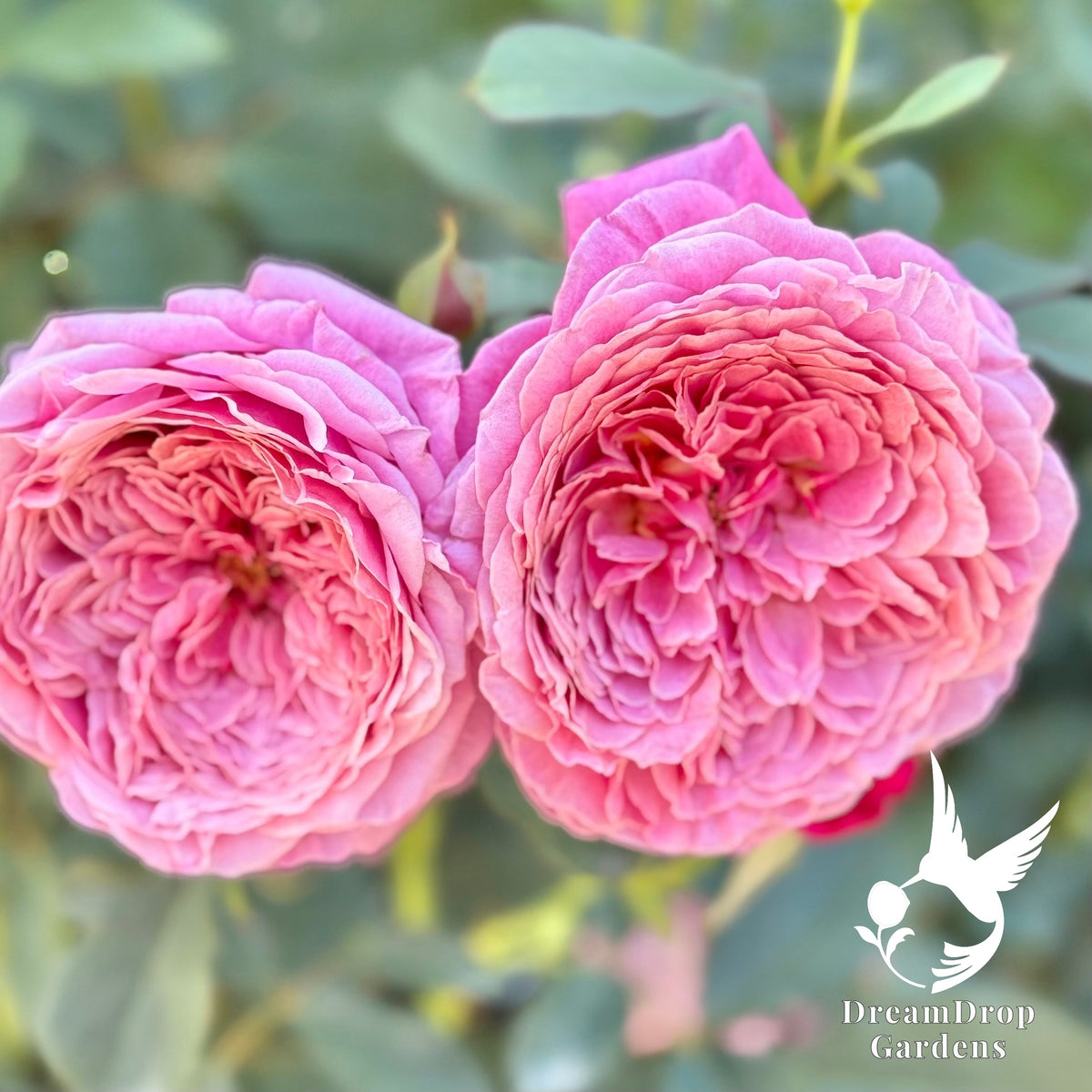 Rose - Moonlight in Paris — DreamDrop Gardens photo 9