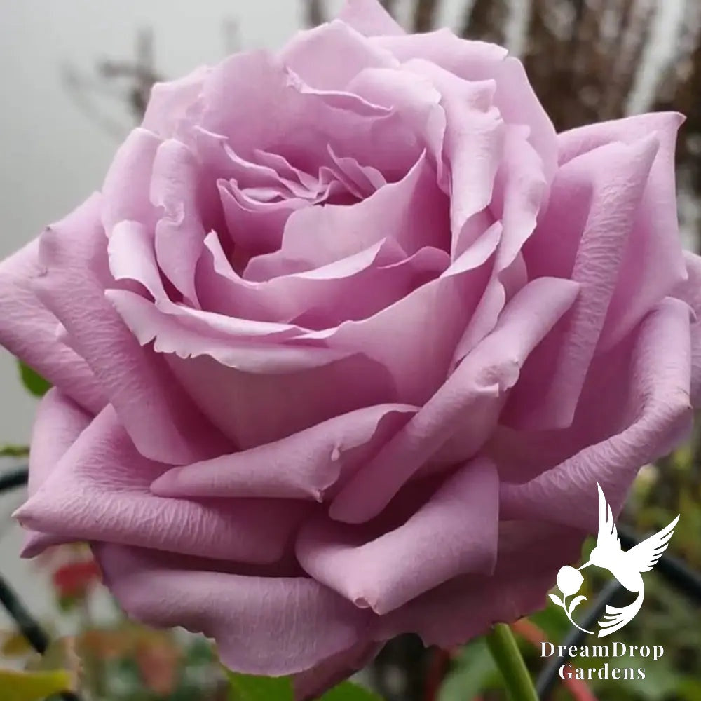 Rose - Moonlight Magic — DreamDrop Gardens photo 1