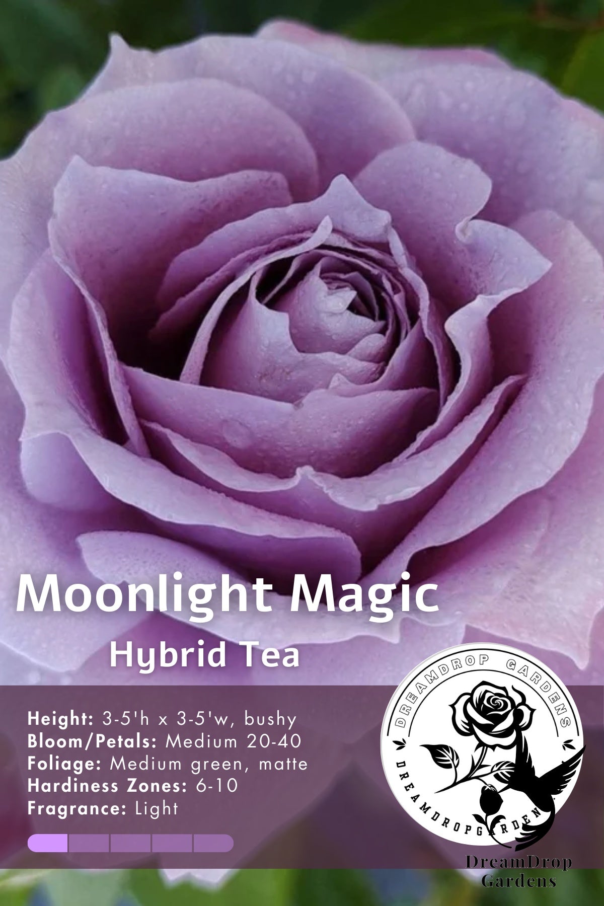 Rose - Moonlight Magic — DreamDrop Gardens photo 2