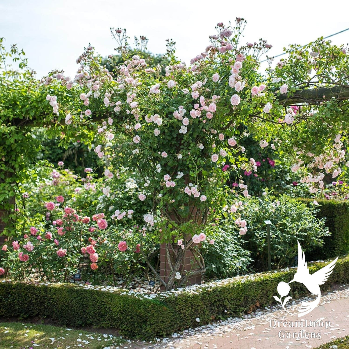 Rose - New Dawn — DreamDrop Gardens photo 10