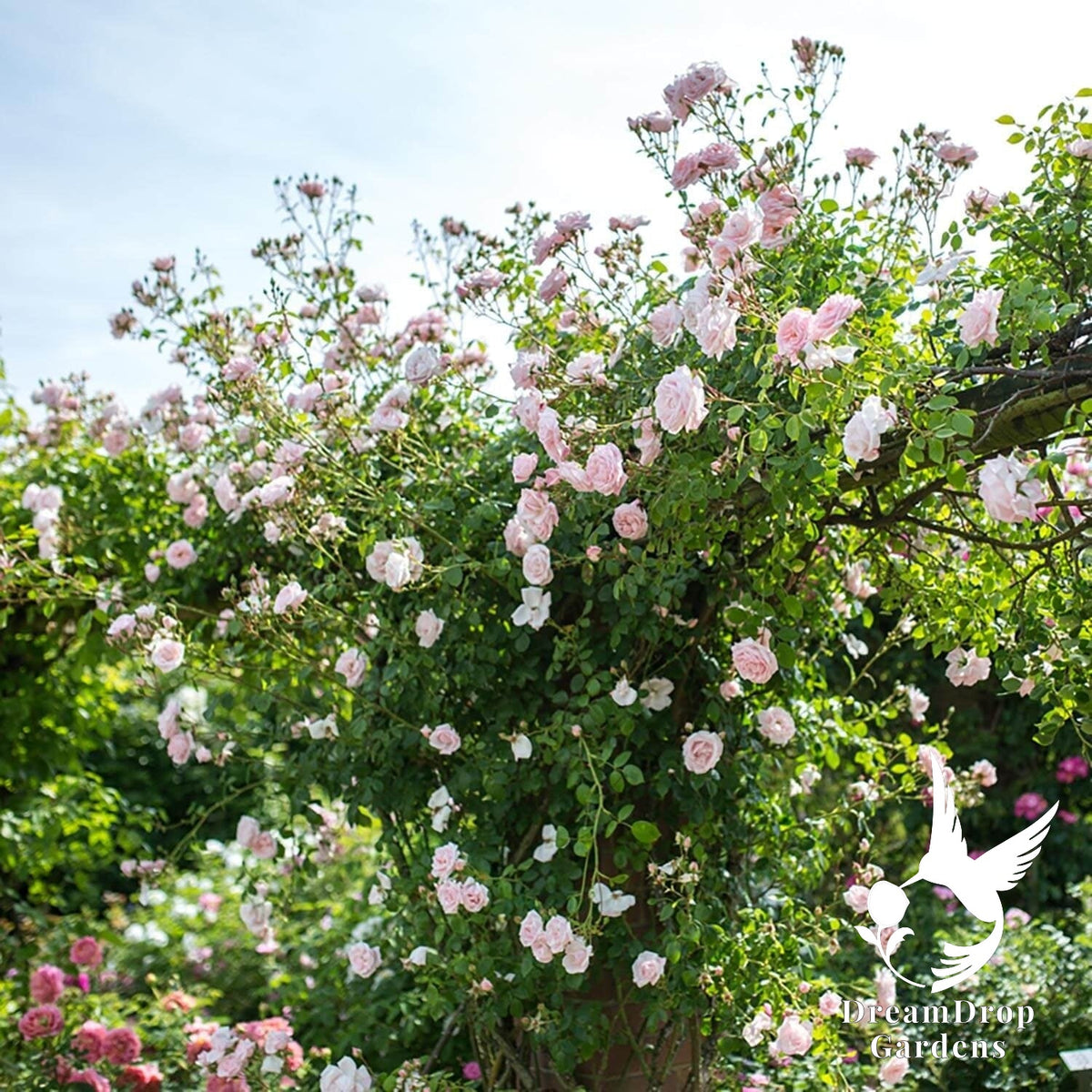 Rose - New Dawn — DreamDrop Gardens photo 11