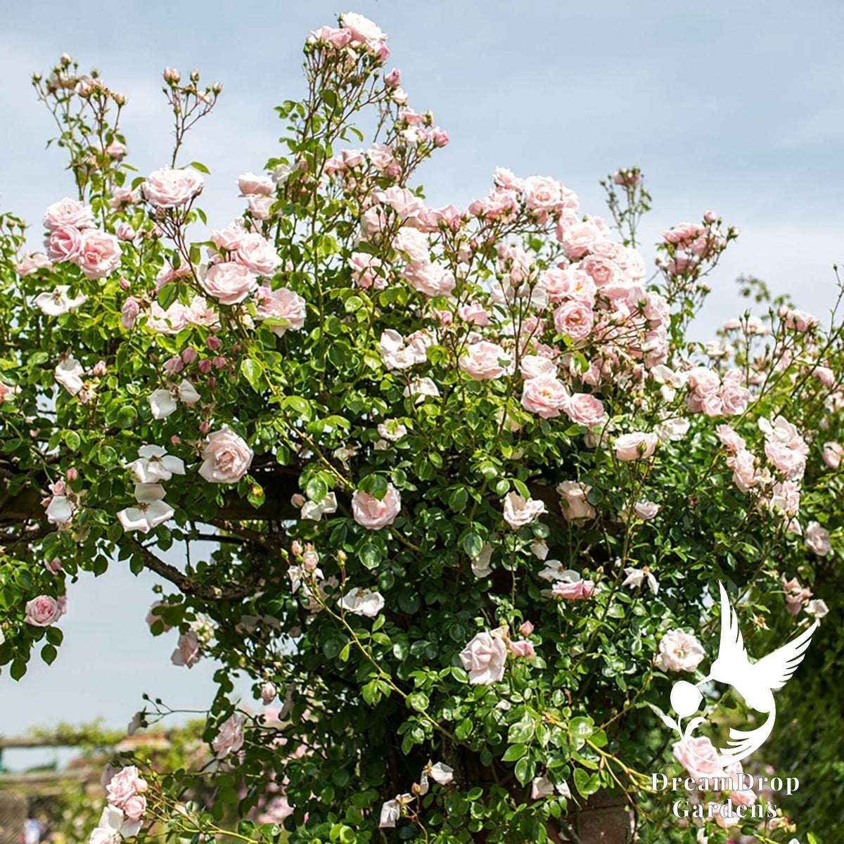 Rose - New Dawn — DreamDrop Gardens photo 12