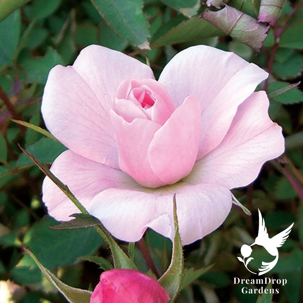 Rose - New Dawn — DreamDrop Gardens photo 14
