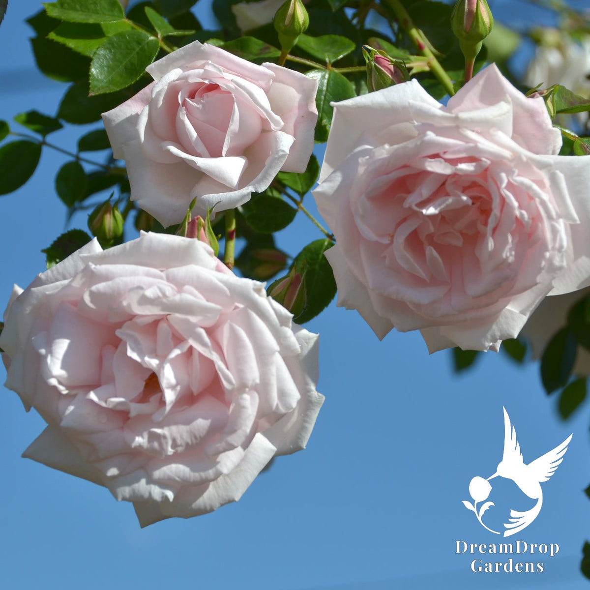 Rose - New Dawn — DreamDrop Gardens photo 15