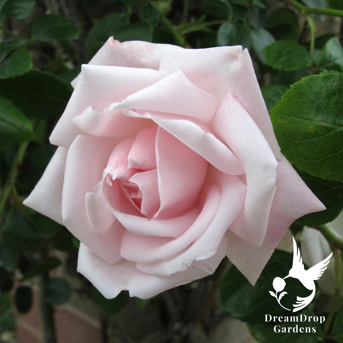Rose - New Dawn — DreamDrop Gardens photo 17