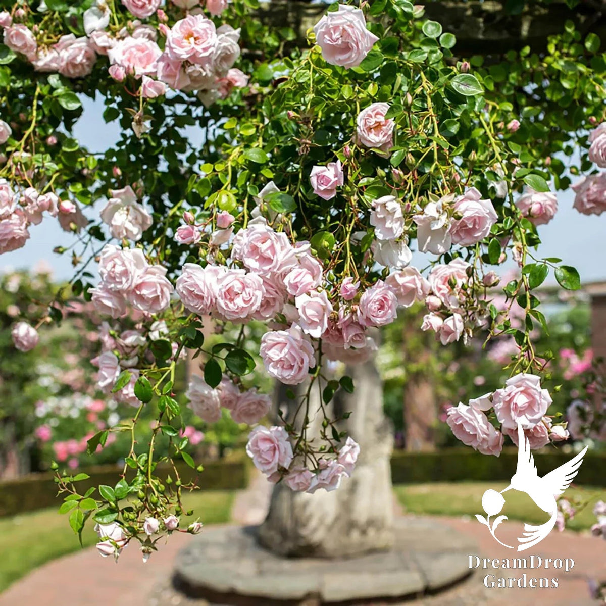 Rose - New Dawn — DreamDrop Gardens photo 18