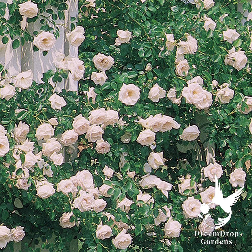 Rose - New Dawn — DreamDrop Gardens photo 1