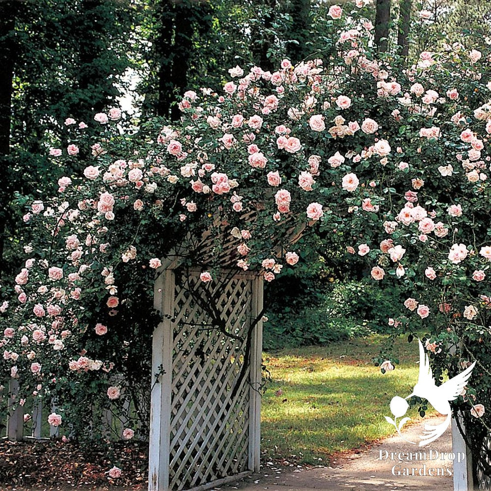 Rose - New Dawn — DreamDrop Gardens photo 20