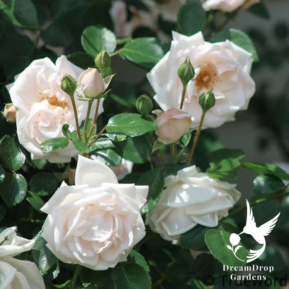 Rose - New Dawn — DreamDrop Gardens photo 21
