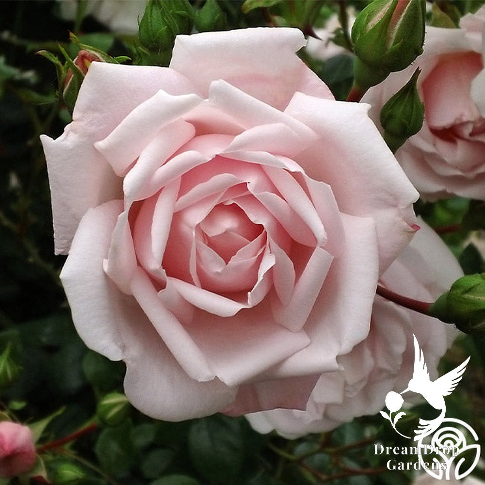 Rose - New Dawn — DreamDrop Gardens photo 22