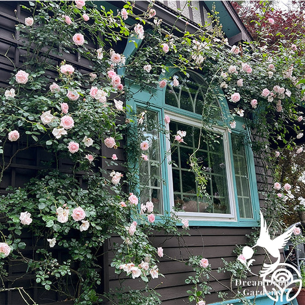 Rose - New Dawn — DreamDrop Gardens photo 23