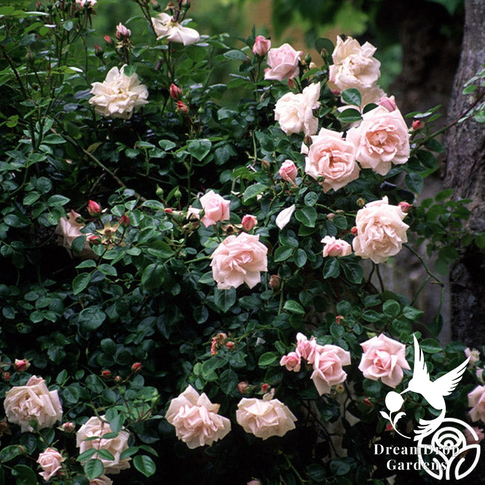 Rose - New Dawn — DreamDrop Gardens photo 24