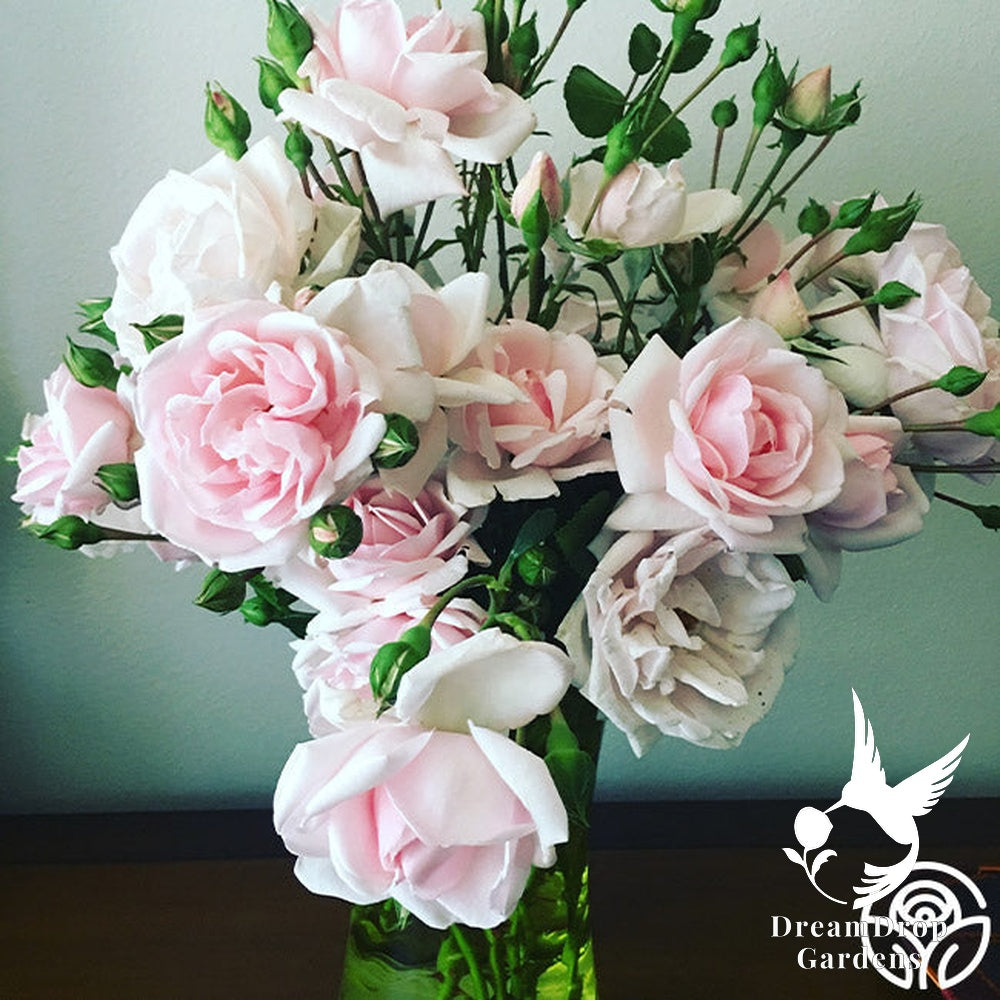 Rose - New Dawn — DreamDrop Gardens photo 25