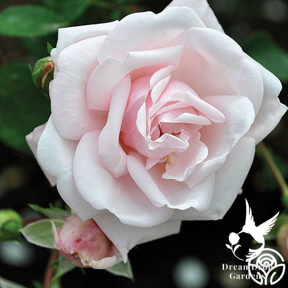 Rose - New Dawn — DreamDrop Gardens photo 26