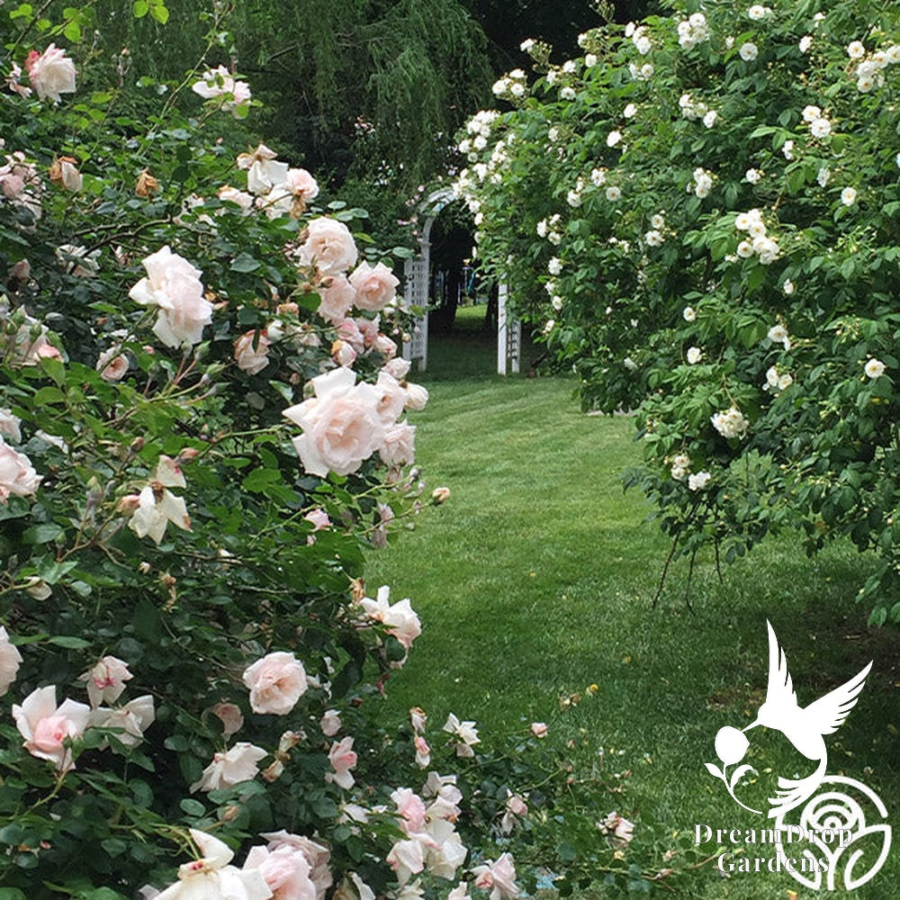 Rose - New Dawn — DreamDrop Gardens photo 27