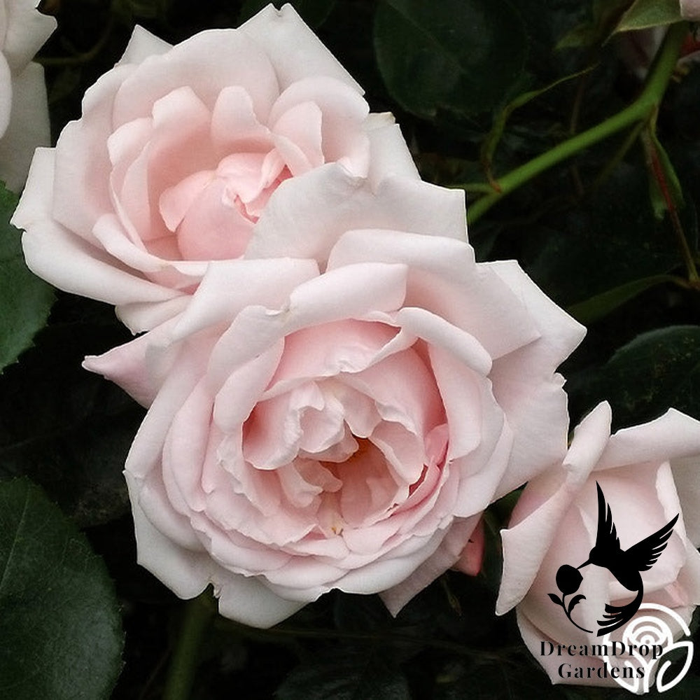 Rose - New Dawn — DreamDrop Gardens photo 28
