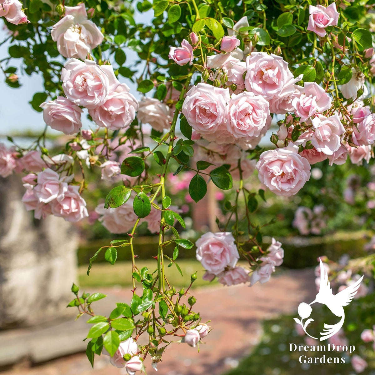 Rose - New Dawn — DreamDrop Gardens photo 2