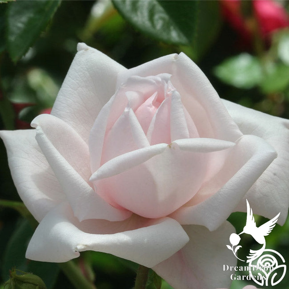 Rose - New Dawn — DreamDrop Gardens photo 30
