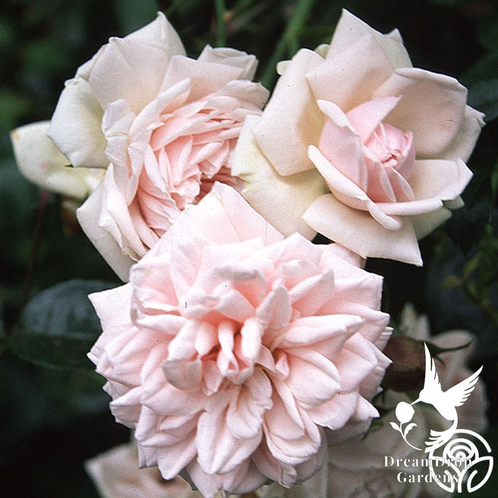 Rose - New Dawn — DreamDrop Gardens photo 31