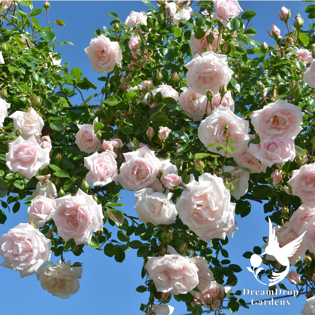 Rose - New Dawn — DreamDrop Gardens photo 3