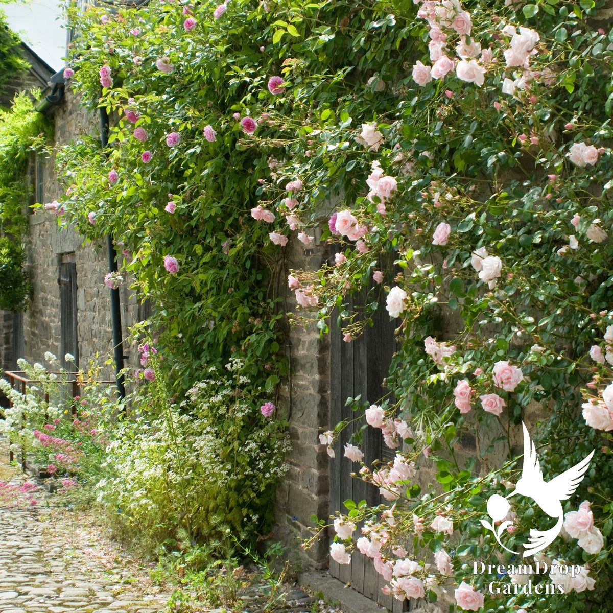 Rose - New Dawn — DreamDrop Gardens photo 4