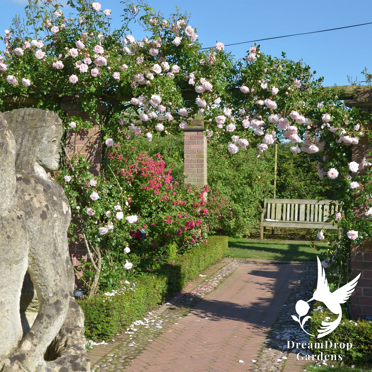 Rose - New Dawn — DreamDrop Gardens photo 5