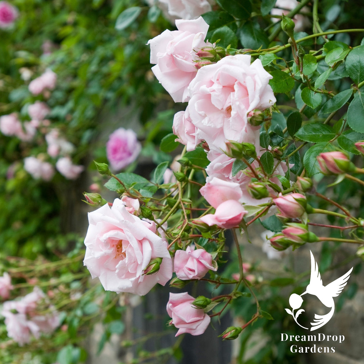 Rose - New Dawn — DreamDrop Gardens photo 6