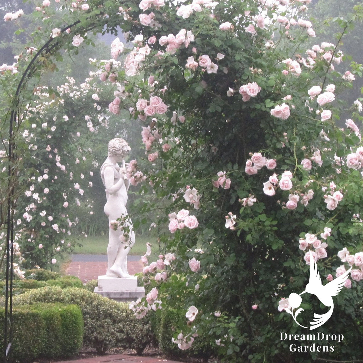 Rose - New Dawn — DreamDrop Gardens photo 7
