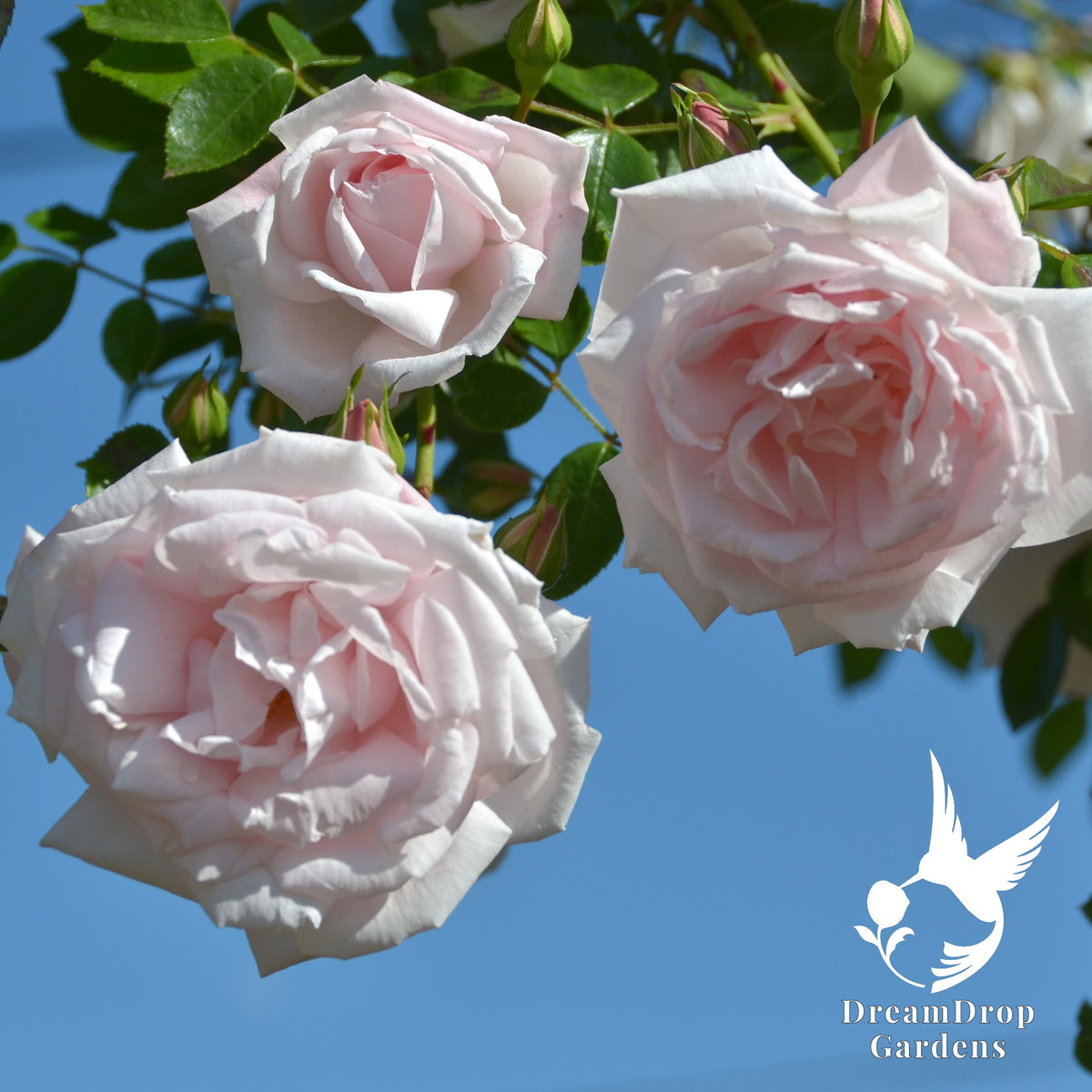Rose - New Dawn — DreamDrop Gardens photo 8