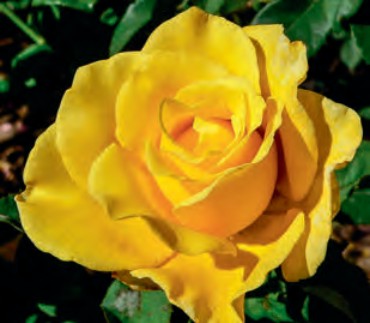 Rose - New Day