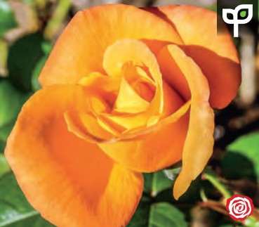 Rose - New Year