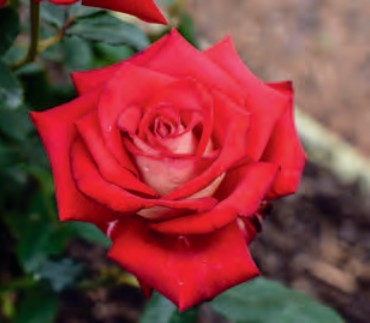 Rose - Ninety-Niner