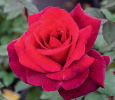 Rose - Oklahoma