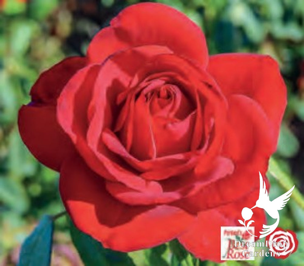 Rose - Olympiad — DreamDrop Gardens photo 1
