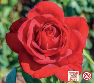 Rose - Olympiad