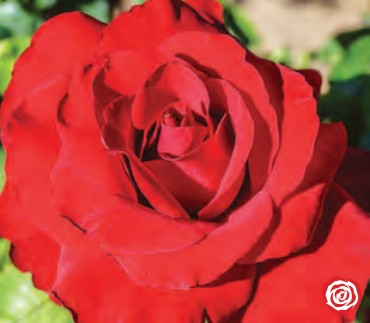Rose - Opening Night