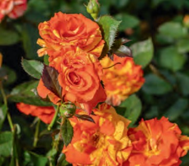 Rose - Oranges 'n' Lemons
