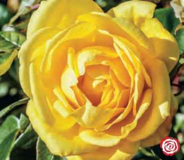 Rose - Oregold