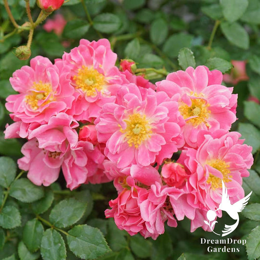 Rose - Oso Easy Double Pink — DreamDrop Gardens photo 1