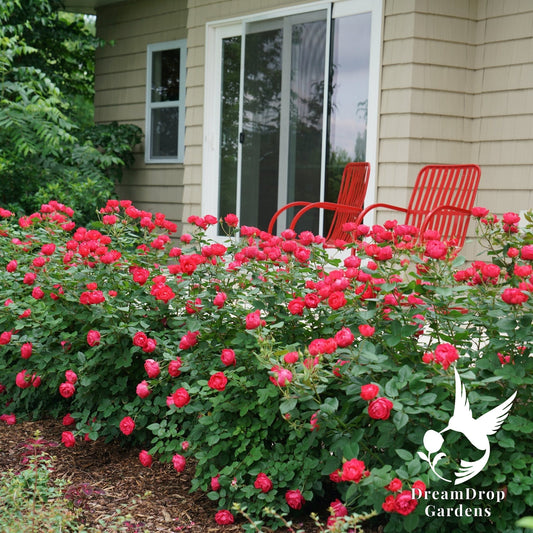 Rose - Oso Easy Double Red — DreamDrop Gardens photo 1