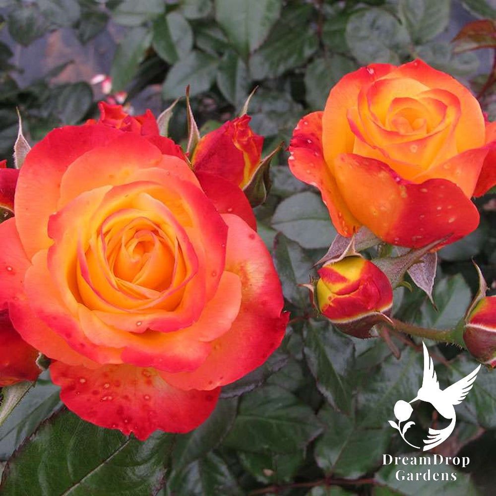 Rose - Oso Easy En Fuego — DreamDrop Gardens photo 1