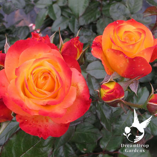 Rose - Oso Easy En Fuego — DreamDrop Gardens photo 1