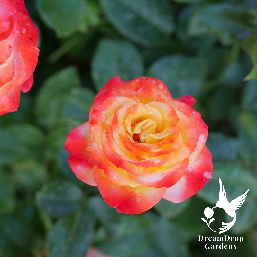Rose - Oso Easy En Fuego — DreamDrop Gardens photo 2