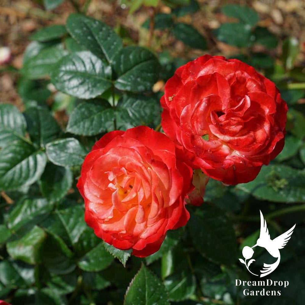 Rose - Oso Easy En Fuego — DreamDrop Gardens photo 3