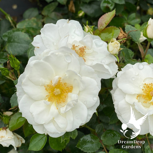 Rose - Oso Easy Ice Bay — DreamDrop Gardens photo 1