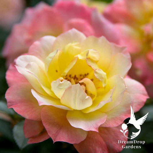 Rose - Oso Easy Italian Ice — DreamDrop Gardens photo 1