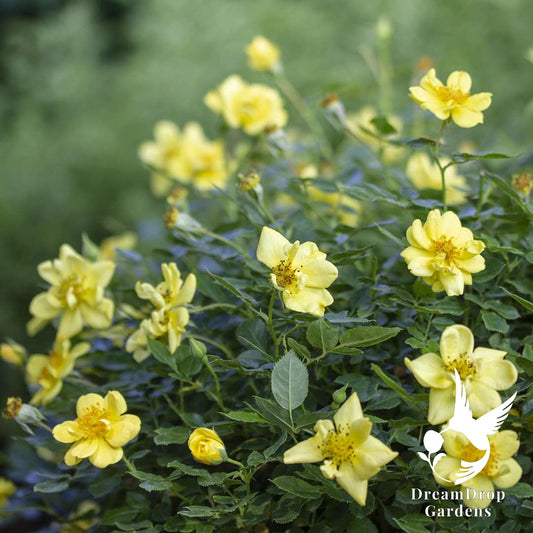 Rose - Oso Easy Lemon Zest — DreamDrop Gardens photo 1